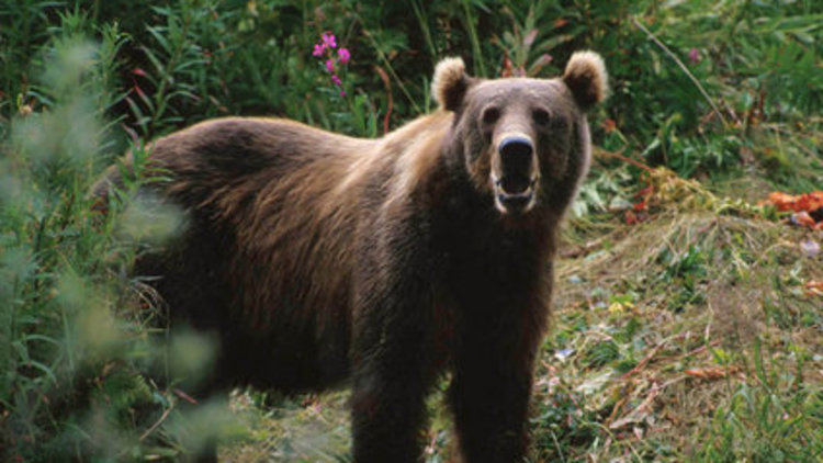 Ayının götürdüğü ceset aranıyor