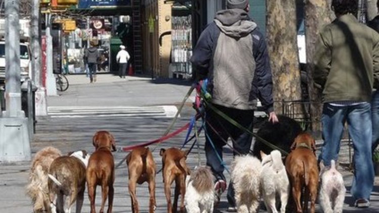 "Köpek beslemek, küpe takmak caiz değil"