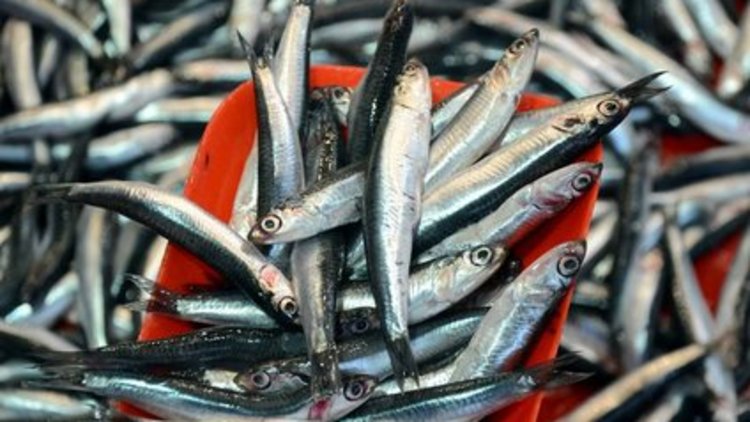 Balık fiyatları düştü