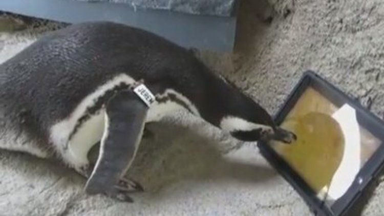 Penguenlerin tablet keyfi