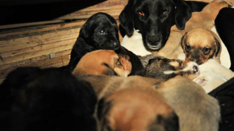 "Garip" 18 yavru doğurdu