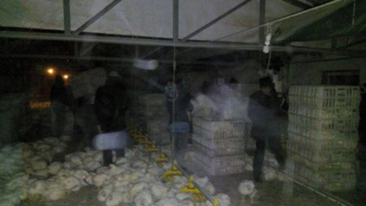 10 bin tavuk telef oldu