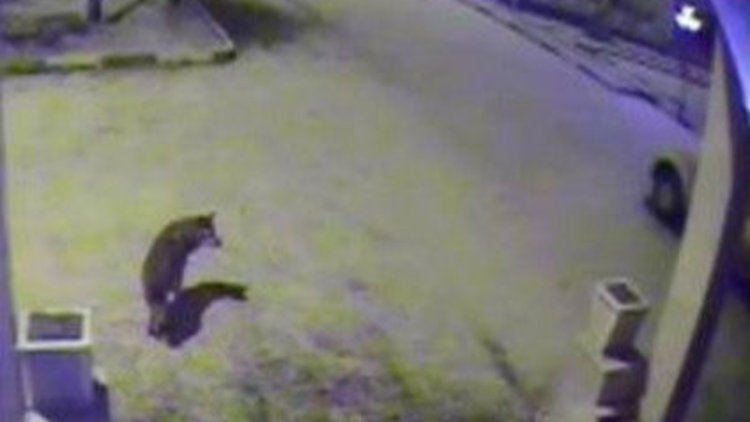 Aç kurtlar şehre indi