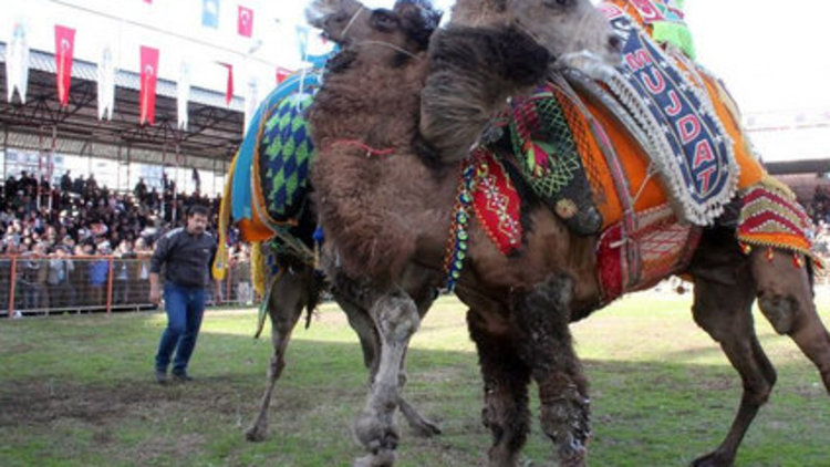 Antalya'da deve güreşi heyecanı