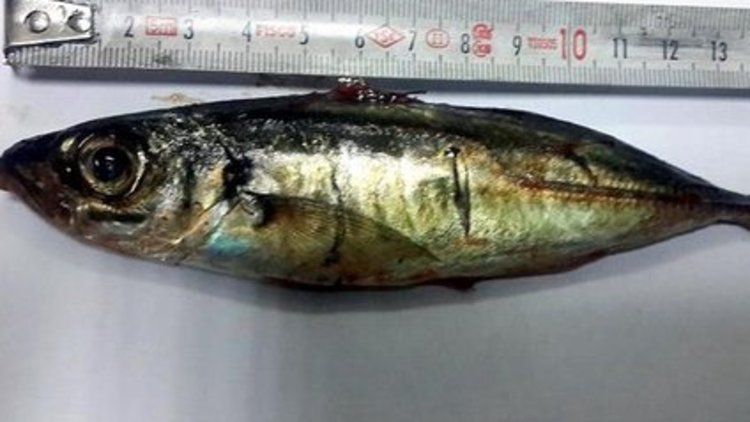 Şifa olsun diye canlı balık yuttu!