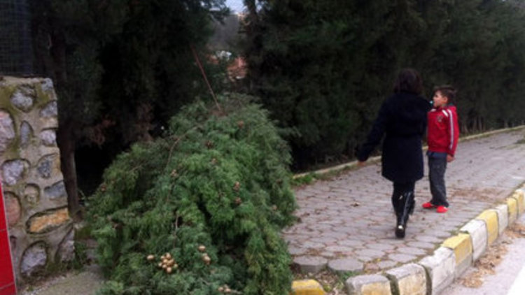 Lodos ağaçları devirdi