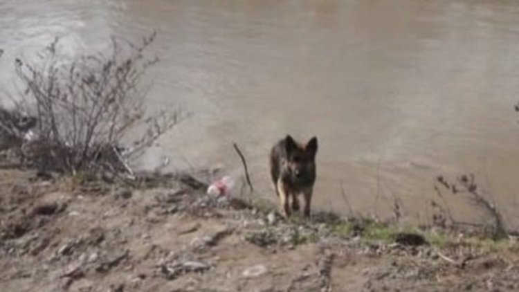 Saatlerce yavrularını bekledi