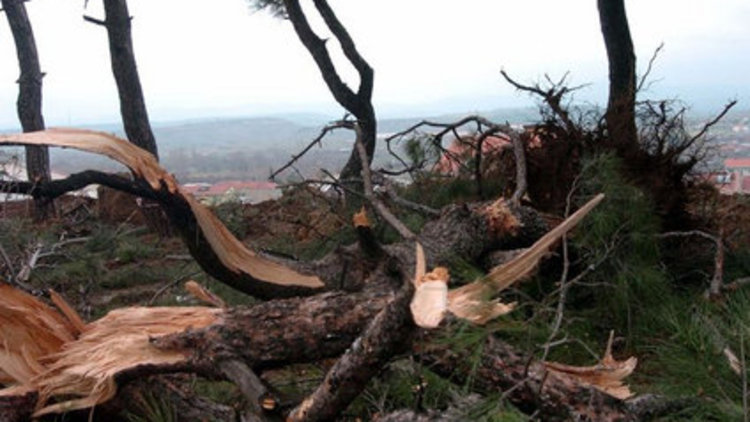 Ağaç kesimine tepki