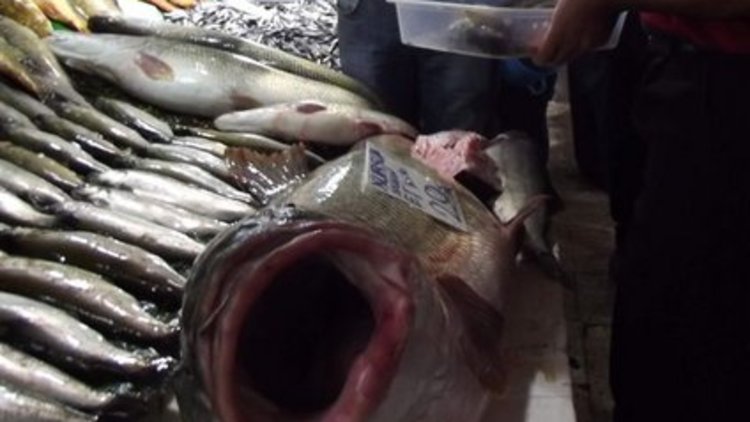 154 kiloluk "Kurşun"