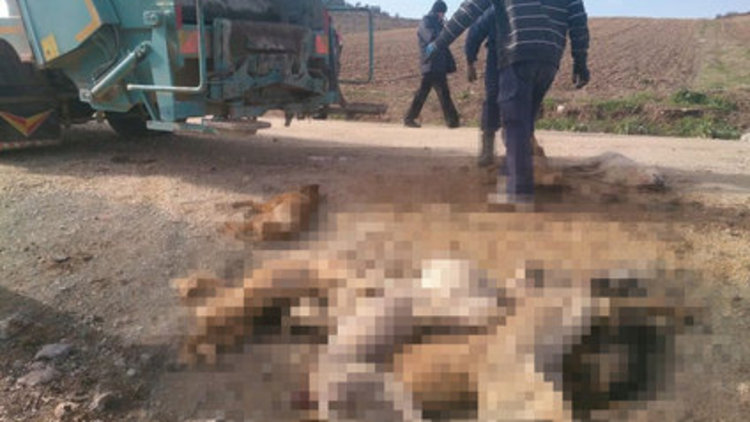 Bursa'da köpek katliamı 