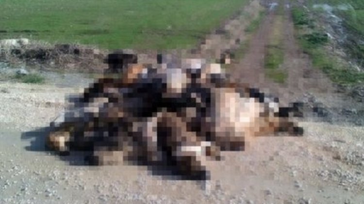 Bursa'daki köpekler neden öldü?
