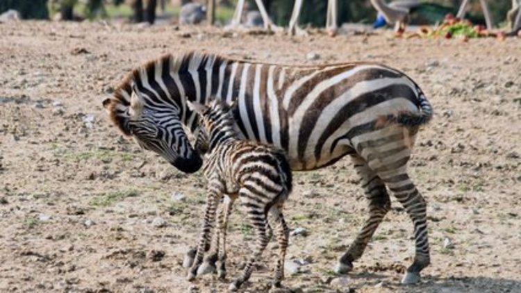 Doğal Yaşam Parkı’nda dünyaya gelen ‘İlk zebra yavrusu’