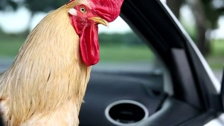 İşte Behlül Başkan!