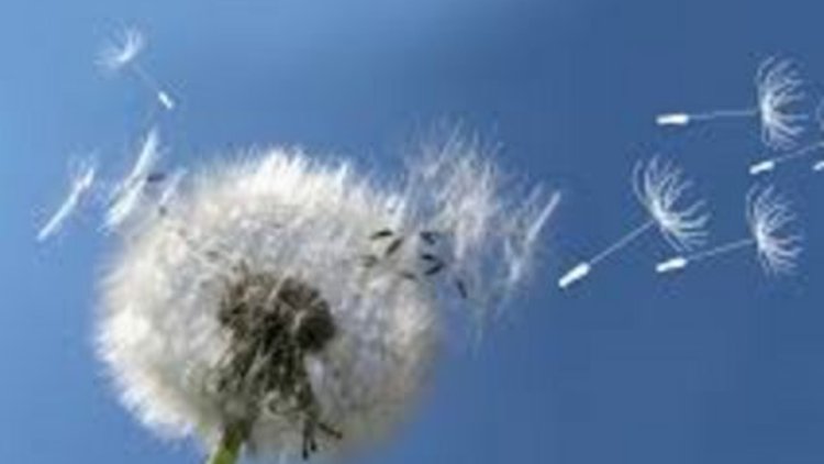 Bahar aylarında polenlere dikkat!