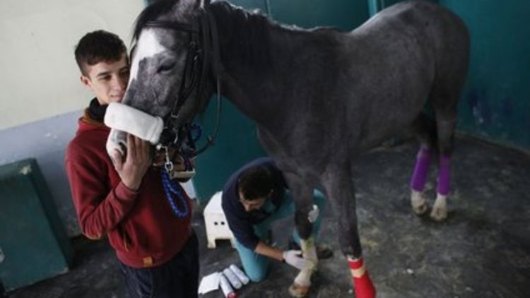 Milyon dolarlık atlar