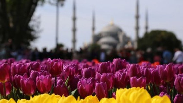 Lale Festivali'nde rekor sayı