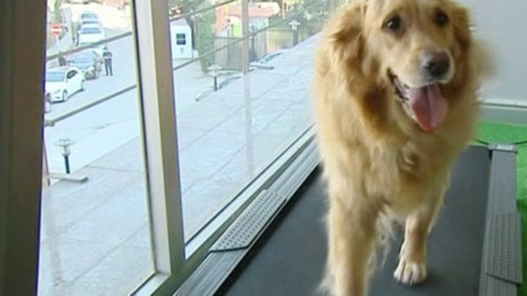 Hayvanlara fizik tedavi merkezi