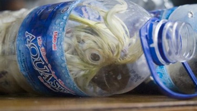 Pet şişede papağan kaçırdı