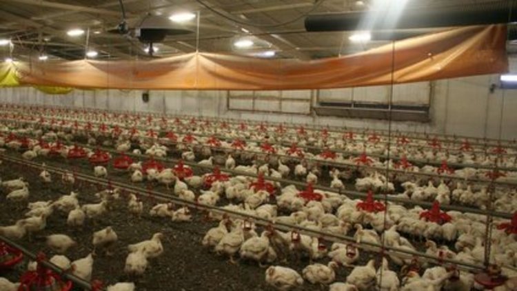 Kuş gribi işyeri kapattırıyor