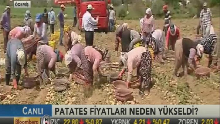 BusinessHT tarlada patates fiyatlarını inceledi