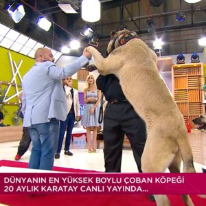 Dünyanın ve Türkiye'nin Rekortmen Köpekleri / Her Şey Dahil