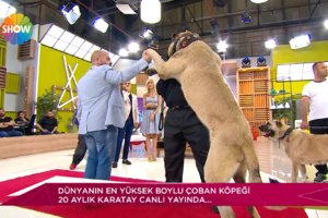 Dünyanın ve Türkiye'nin Rekortmen Köpekleri / Her Şey Dahil