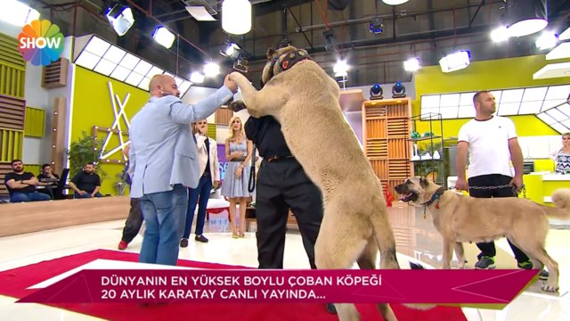 Dünyanın ve Türkiye'nin Rekortmen Köpekleri / Her Şey Dahil