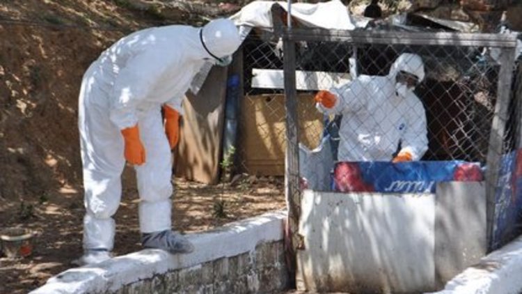 İzmir'de kuş gribi karantinası