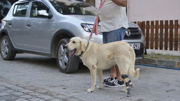 Sokak köpeğine protez