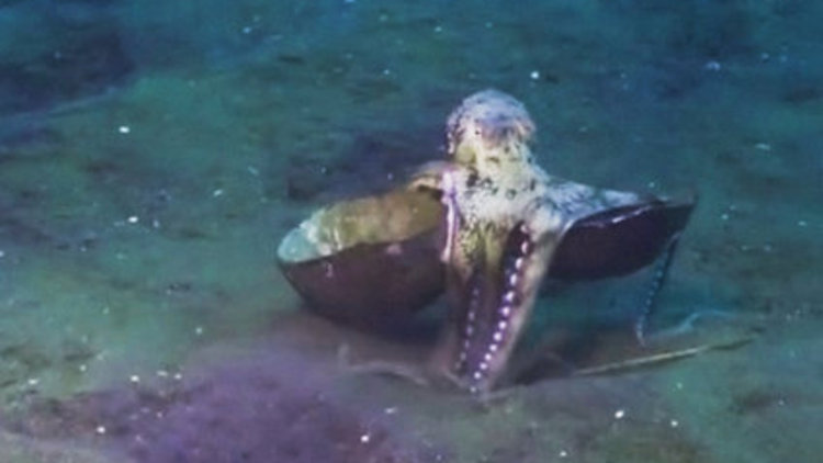 Ahtapot'un zekası şaşırttı