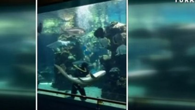 Köpek balığının uysallığı herkesi şaşırttı 