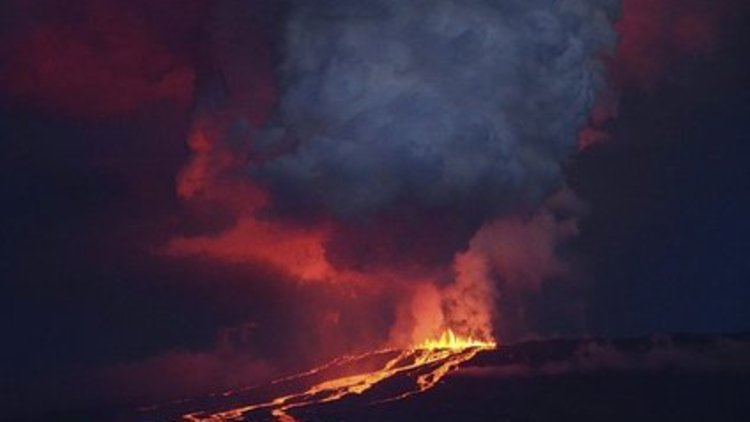 &quot;Kurt&quot; uykudan uyandı