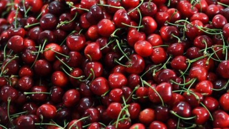 Dalları bastı kiraz