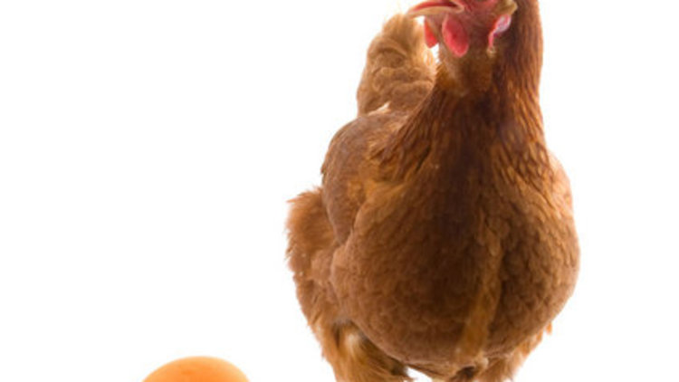 Yumurta ve piliç etine zam 
