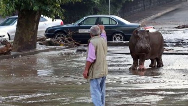 Gürcistan&#039;ı sel vurdu, sokakları vahşi hayvanlar bastı