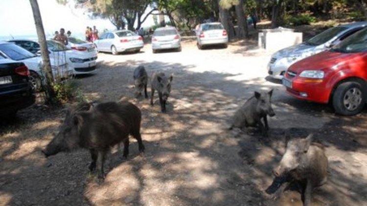 Kuşadası'nda domuzlar, piknik alanını bastı