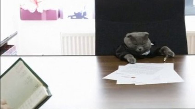 Bir kedinin müdür koltuğunda imtihanı