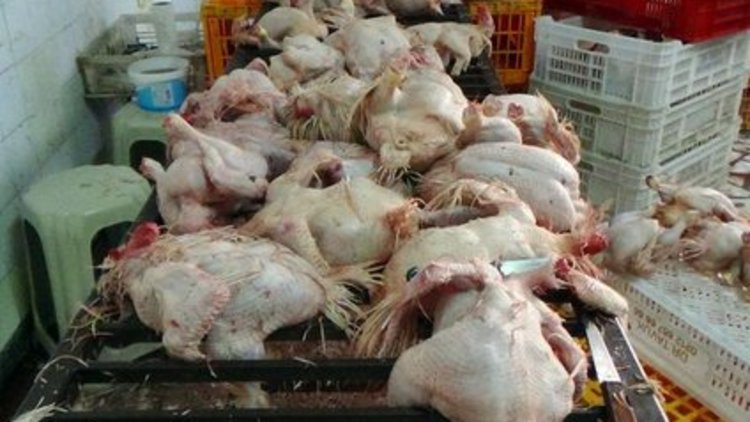 Kaçak tavuk tesisine baskın