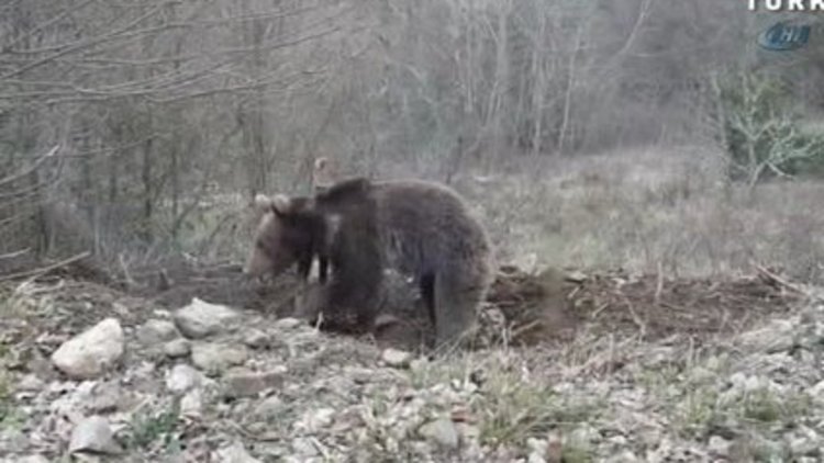 Karabük'te ayı ceset kaçırdı