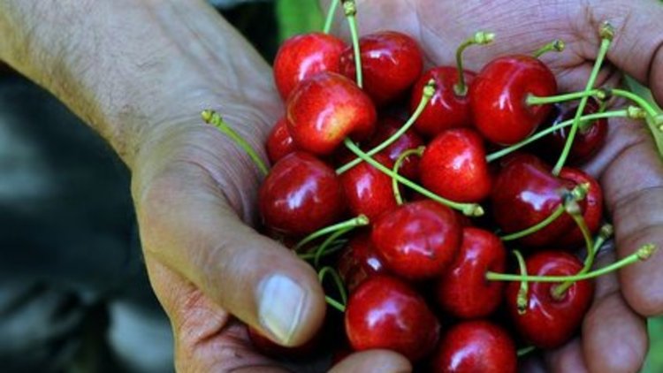 Kiraz ucuzladı, vatandaşın yüzü güldü