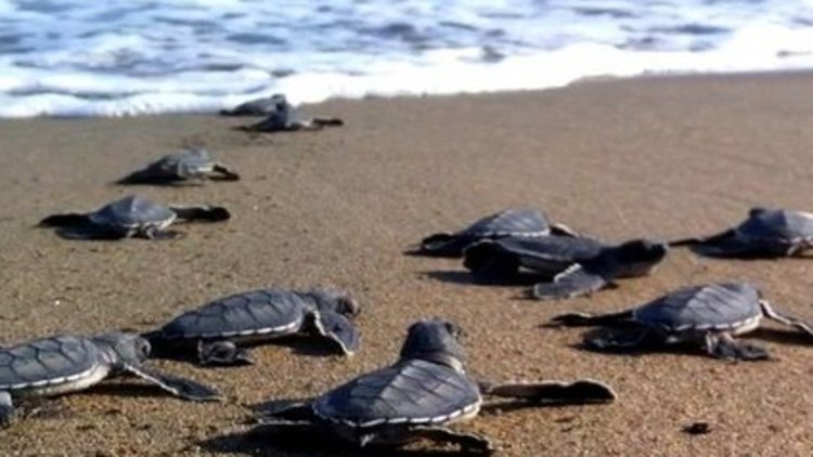 Dikkat! Caretta Caretta'lar çıkmaya başladı