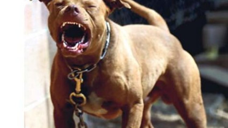 Bayramda pitbull dehşeti