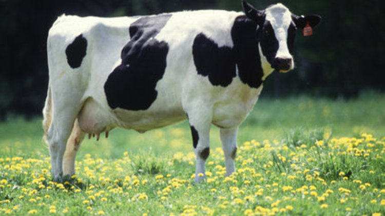 İnekler diplomatik kriz yarattı