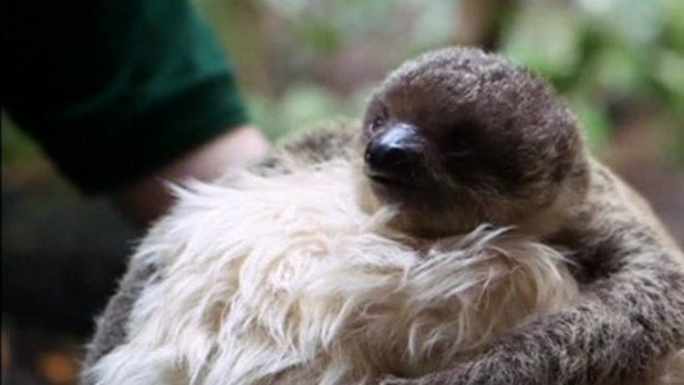 Tembel hayvana peluş anne