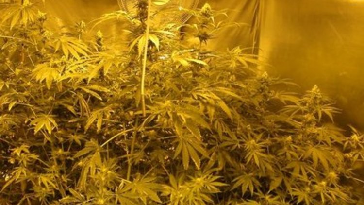 Villa deposunda uyuşturucu serası