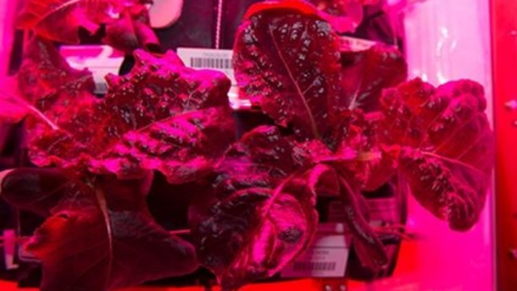 Astronotlar, uzayda yetiştirilen marulun tadına baktı