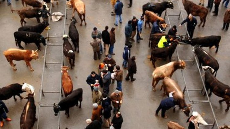 Diyanet&#039;ten &#039;&#039;kurban&#039;&#039; tebliği