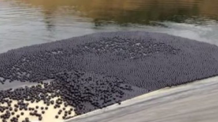 Susuzluğa topla çözüm