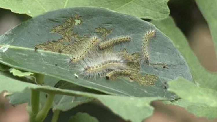 Cihangir'de tırtıl alarmı