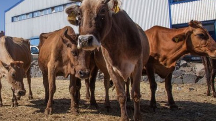 AB'den ithal ette vergi yok